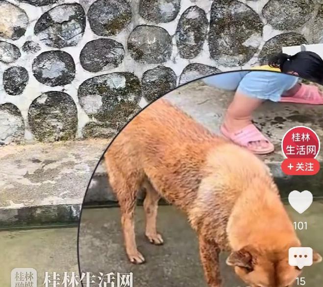 破防了！6月5日潇湘晨报报道，湖南，女子正磨刀打算宰鱼，家里大黄狗悄悄叼走鱼，放