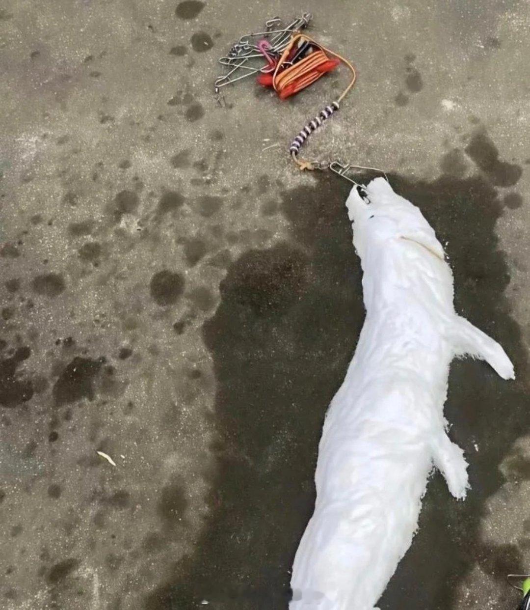 钓鱼佬估计心里都有阴影了