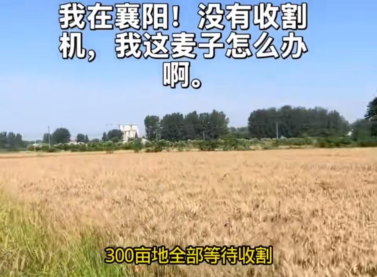 一个湖北襄阳的农场主的话太让人心疼了！他拍视频说，自己种了300多亩小麦，都已经