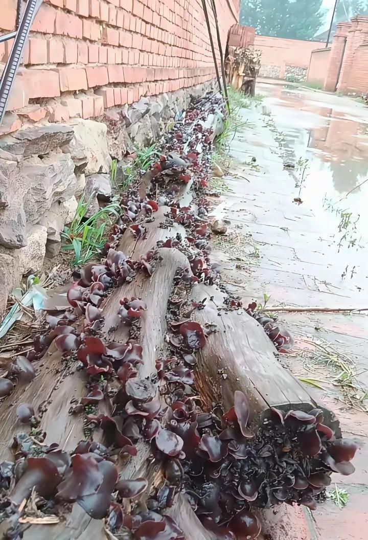 这是来搞笑的吗