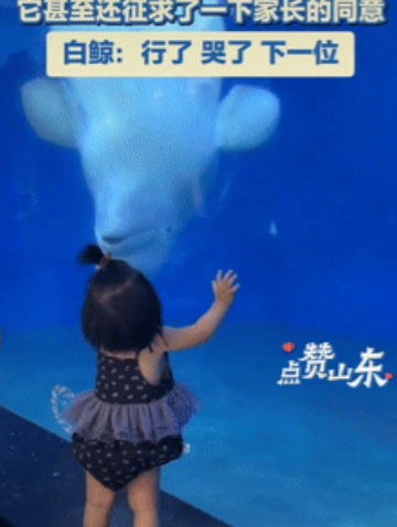 这是成精了？山东德州，一家三口去海洋馆看白鲸，出于好奇，孩子目不转睛的看着白鲸，