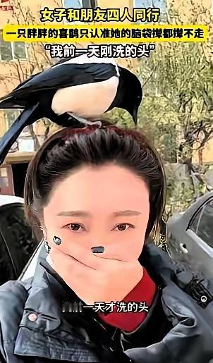 “科学也解释不清了！”近日，辽宁营口，一女子和朋友出门逛街，路上碰到了一只喜鹊，