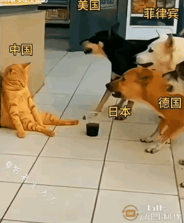 老虎不发威，你以为我是病猫呢，不是我怕你们，只是我不愿意搭理你们而已，看你们一个