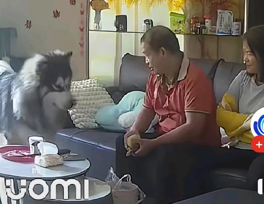 男子轻轻摸了摸狗头部,狗狗突然咬住男子的手,不知道这狗是他家的还是男子来人家家里