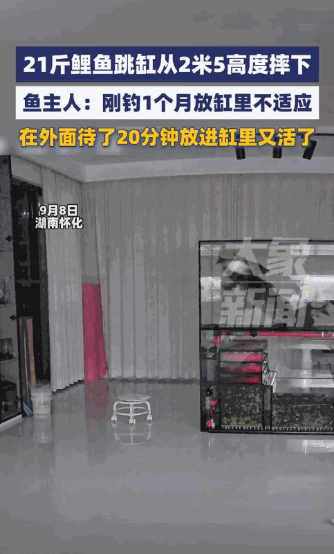 活久见！9月8日，湖南怀化，一男子将钓到的21斤大鲤鱼带回家饲养，结果鱼应激了，