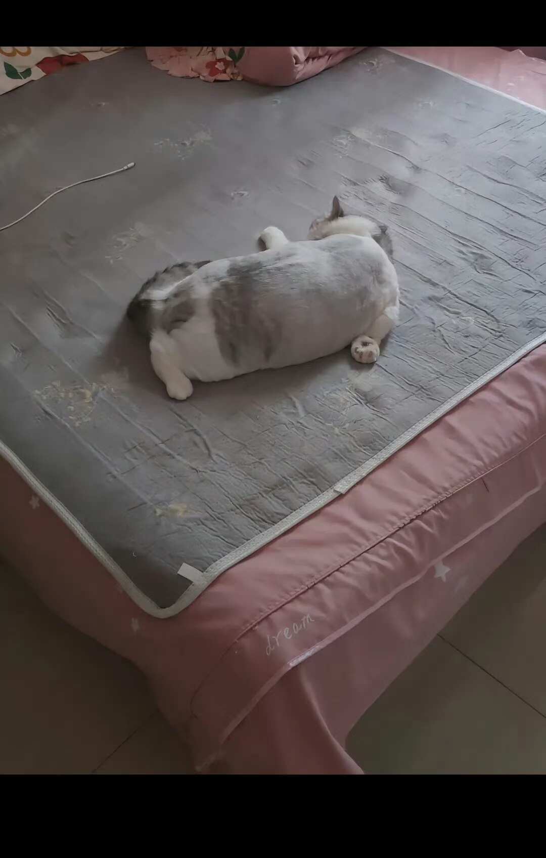 小猫何尝不是家人