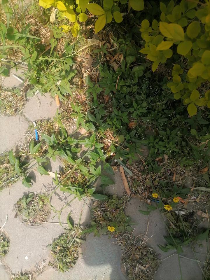 今天，在园区看见一棵野生的茜草，茜草，茜草浑身是宝，尤其是它的根部能入药，据说，