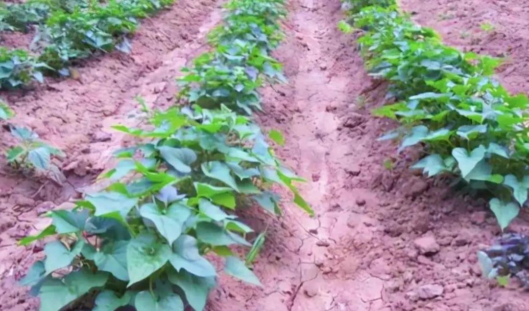 痛心！南方老农含泪警告：红薯收迟浑身长癞，种迟反能躲虫灾！南方