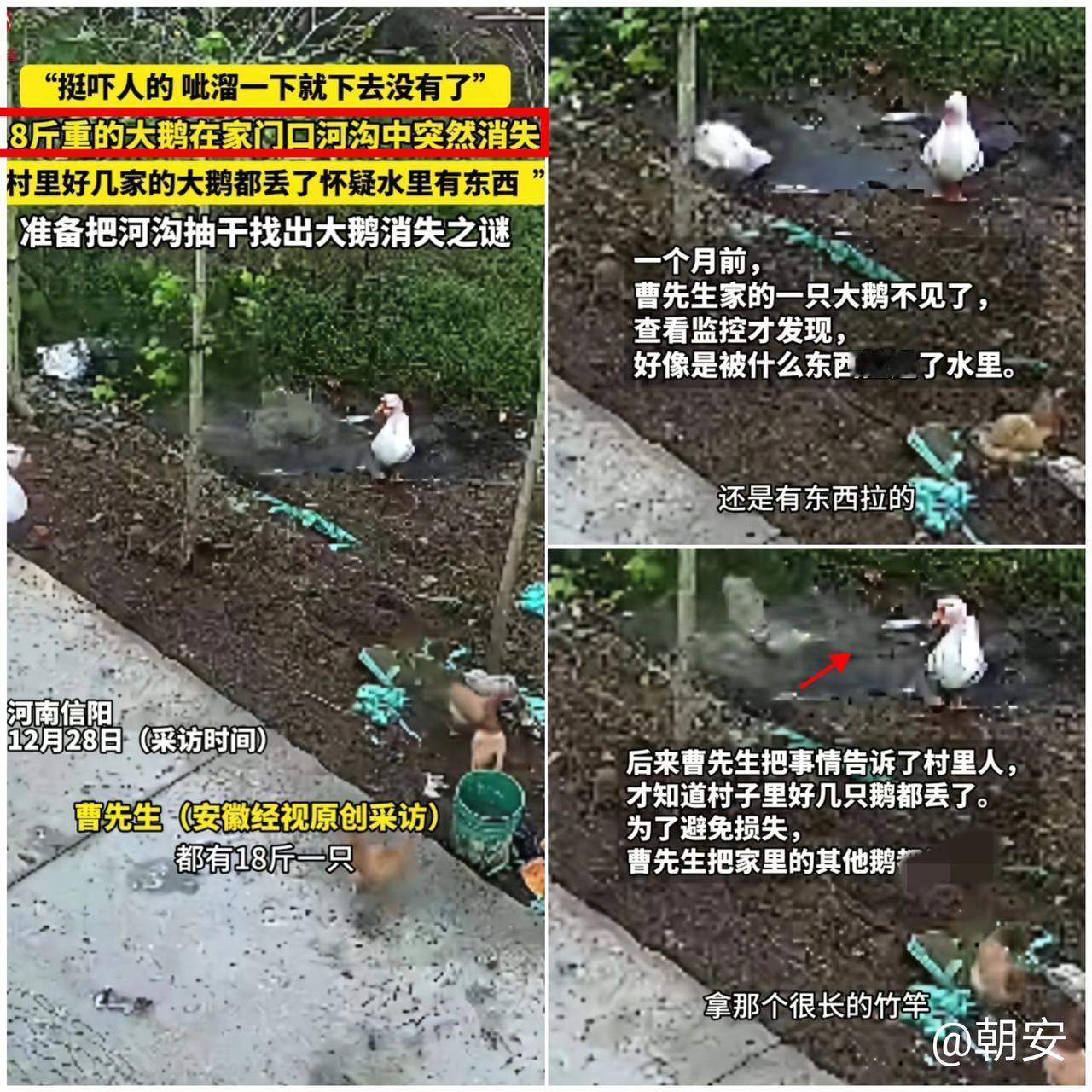 河南信阳这事儿也太玄乎了！十几斤的大鹅在河沟里突然被拖走，监控都没拍清凶手，
