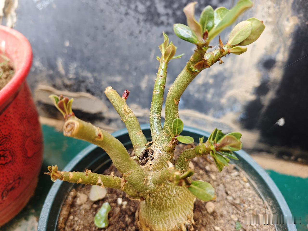 养花养不死系列之沙漠玫瑰好养易养的花有很多，但如果不得章法，不会养，中途挂掉的