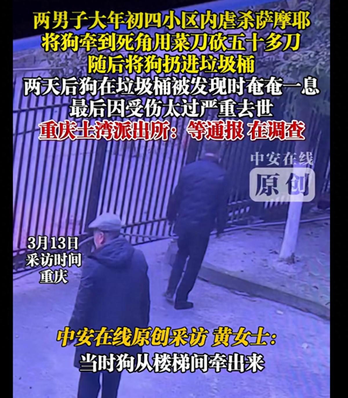 重庆两男子将一只萨摩耶牵至小区死角用菜刀砍伤，随后将狗扔进垃圾桶，萨摩耶因受伤太