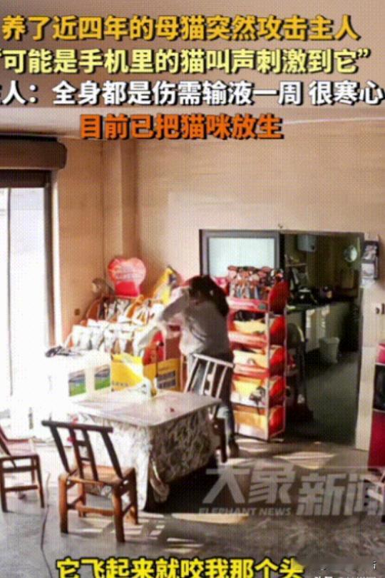 “太可怕了！”重庆，养了4年的家猫突然跳起来攻击女子，使劲咬着女子的头、耳朵，抓