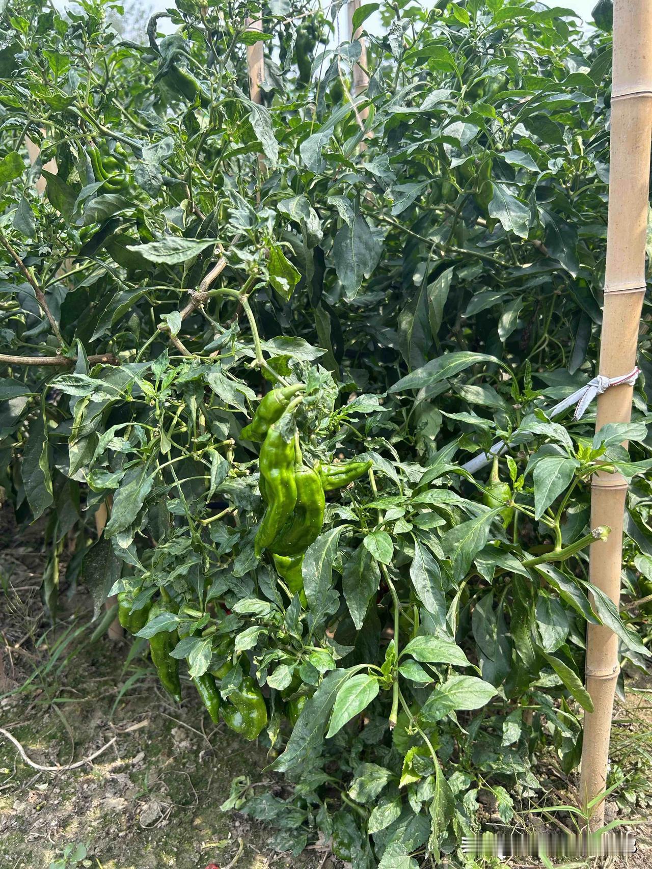 秋分这天的仪式感秋天的影色。我们这里是农村，这里没有高楼大厦，只有田园风光。秋