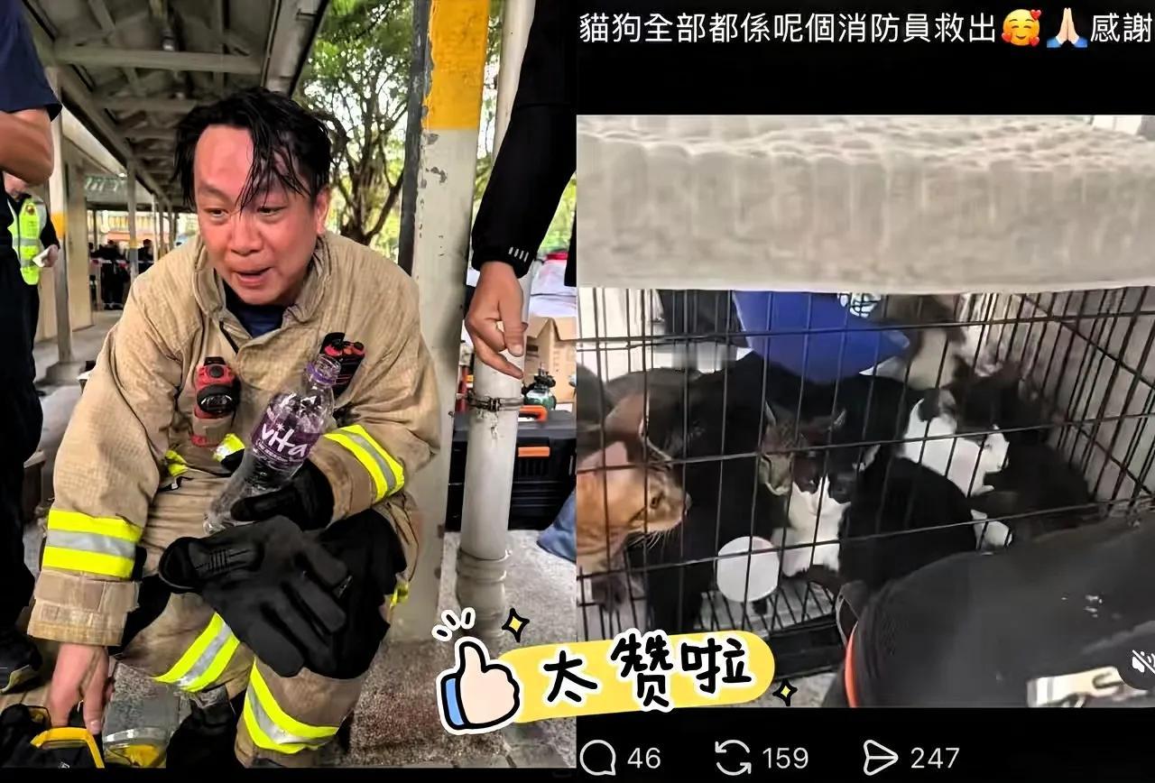 哭了，把毛孩子吓坏了！香港宏福苑的大火里，这只白色的狗狗死里逃生，但不幸和主