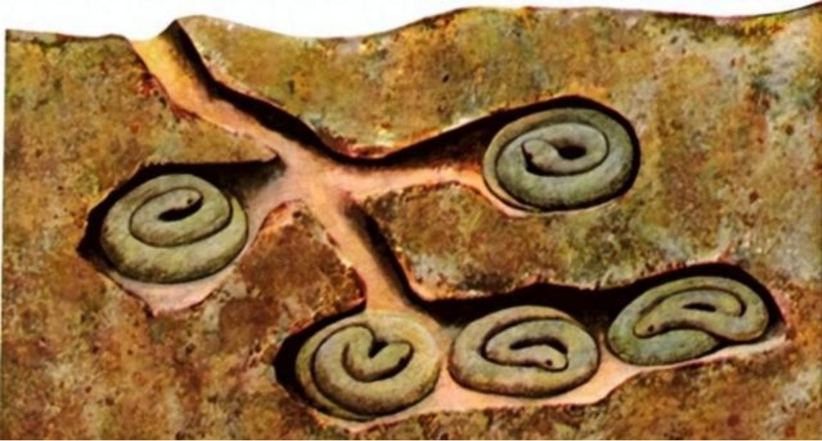 蛇冬眠的时候有多危险？一位与蛇打了半辈子交道的捕蛇人说得直白：90%的人都想不明