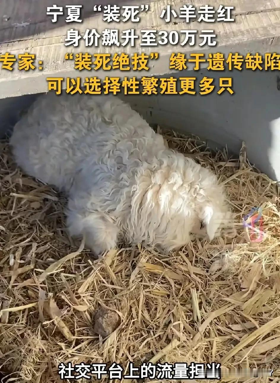 我敢说，这位农场主绝对会非常后悔！这只“会装死的小羊”，火遍网络后，有老板