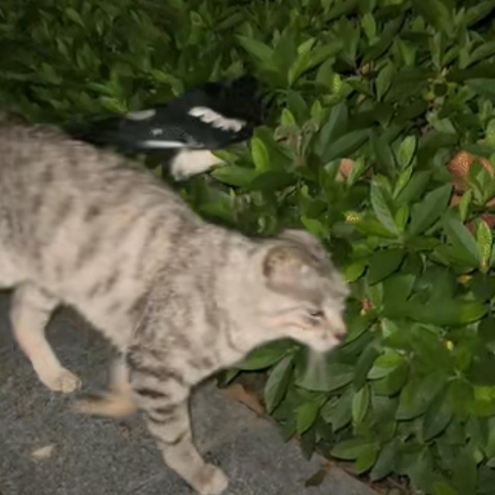 笑不活了！安徽男子喊猫咪回家，半路竟被小鸟“碰瓷”，猫咪当场霸气反击笑不活