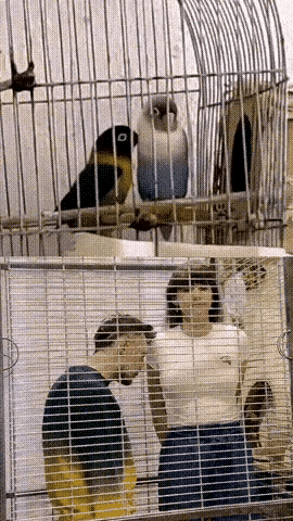 这模仿的,你就说像不像吧!搞笑模仿真有才