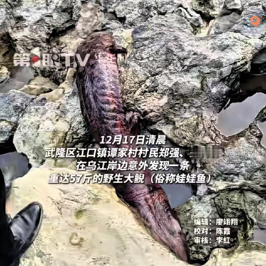 “石头缝里掏出‘活化石’！重庆村民这波操作，才是保护生态的正确打开方式！”