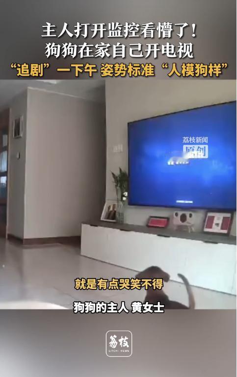 “解释不清了！”11月3日报道，山东烟台，一女子下班回家后，发现狗坐在沙发上看电