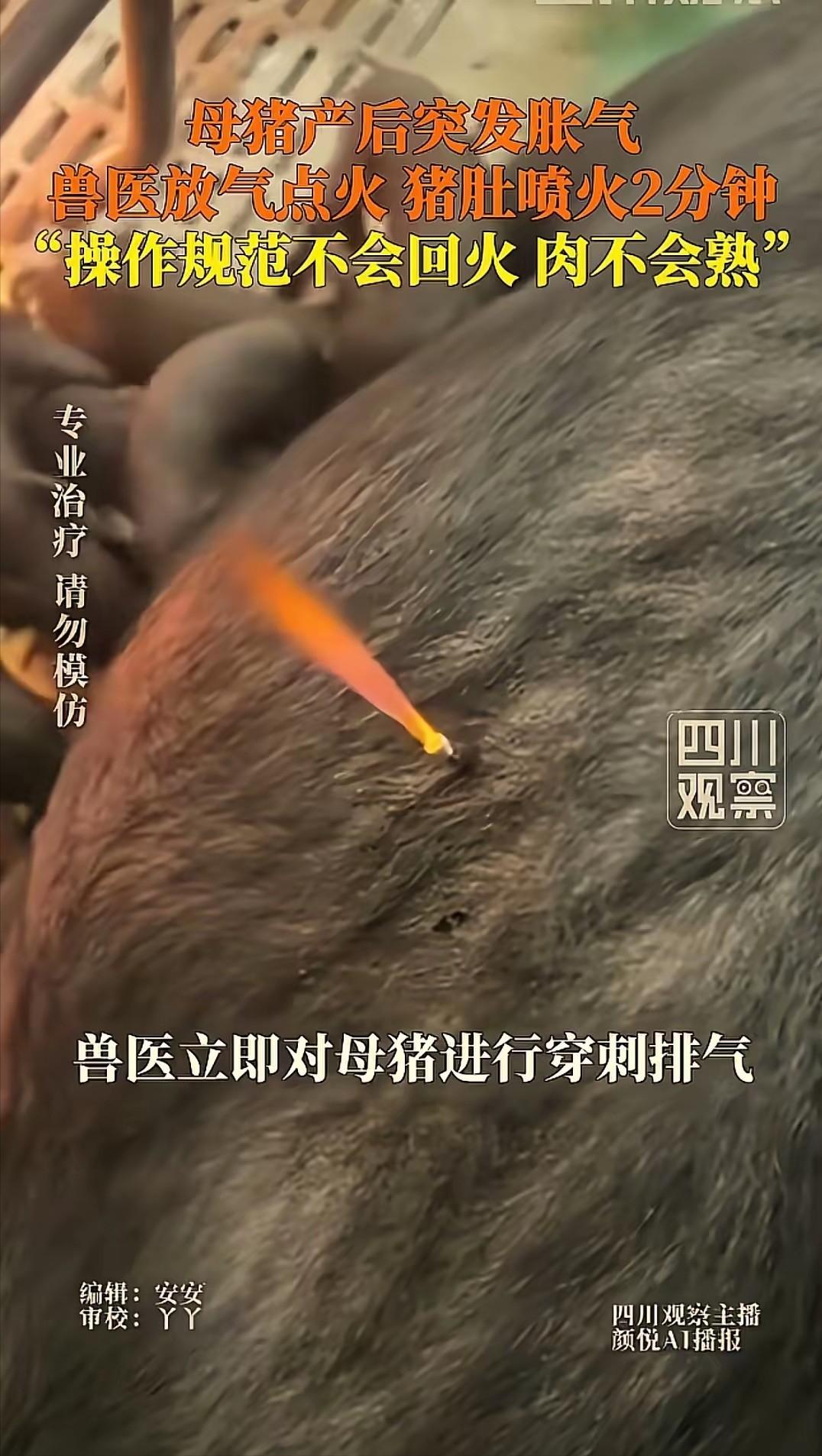 太神奇！贵州安顺一农户家母猪产后严重胀气，肚子鼓得像皮球，呼吸急促，幼崽饿得不停