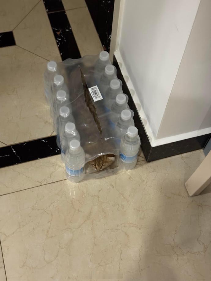 猫咪找到了自己的避暑方式​​​
