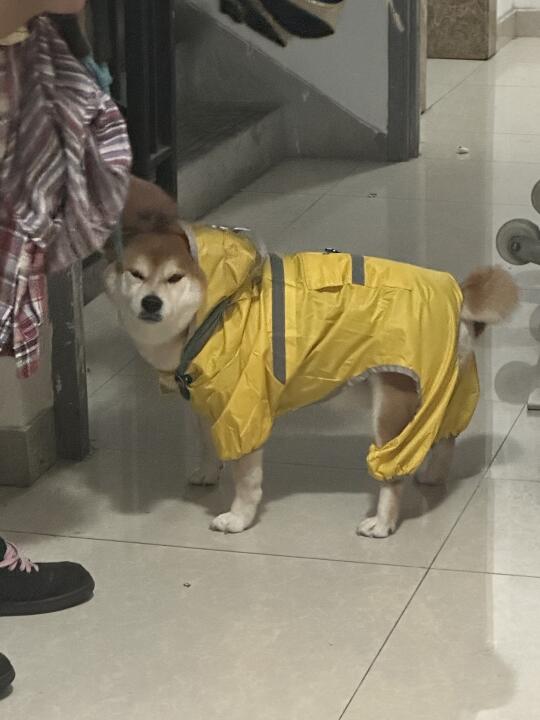 狗：可恶的梅雨季