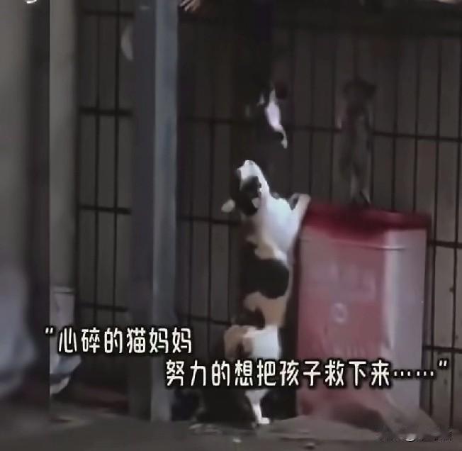 江西南昌某小区里，一楼住户的窗台外，狠心的吊着三只小奶猫，疑似是流浪小猫夜间太吵