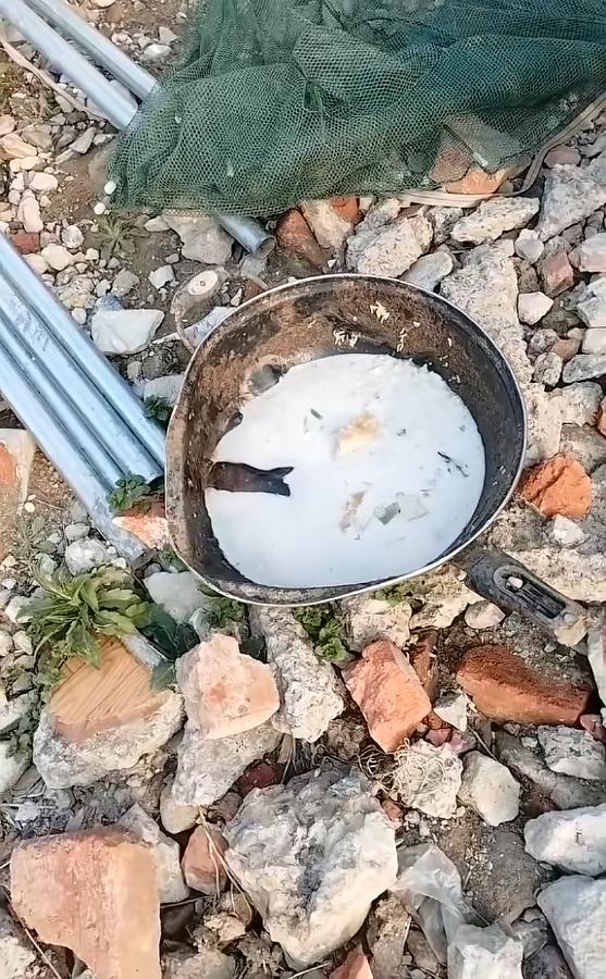 “心真大！”近日，安徽，一女子看家里牛奶过期，扔了觉得浪费，便喂给了自家小狗喝，