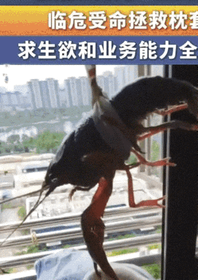 这也太有才了！安徽，女子在阳台外晒枕套，一阵风将枕套吹落到楼下，女子灵机一动，将