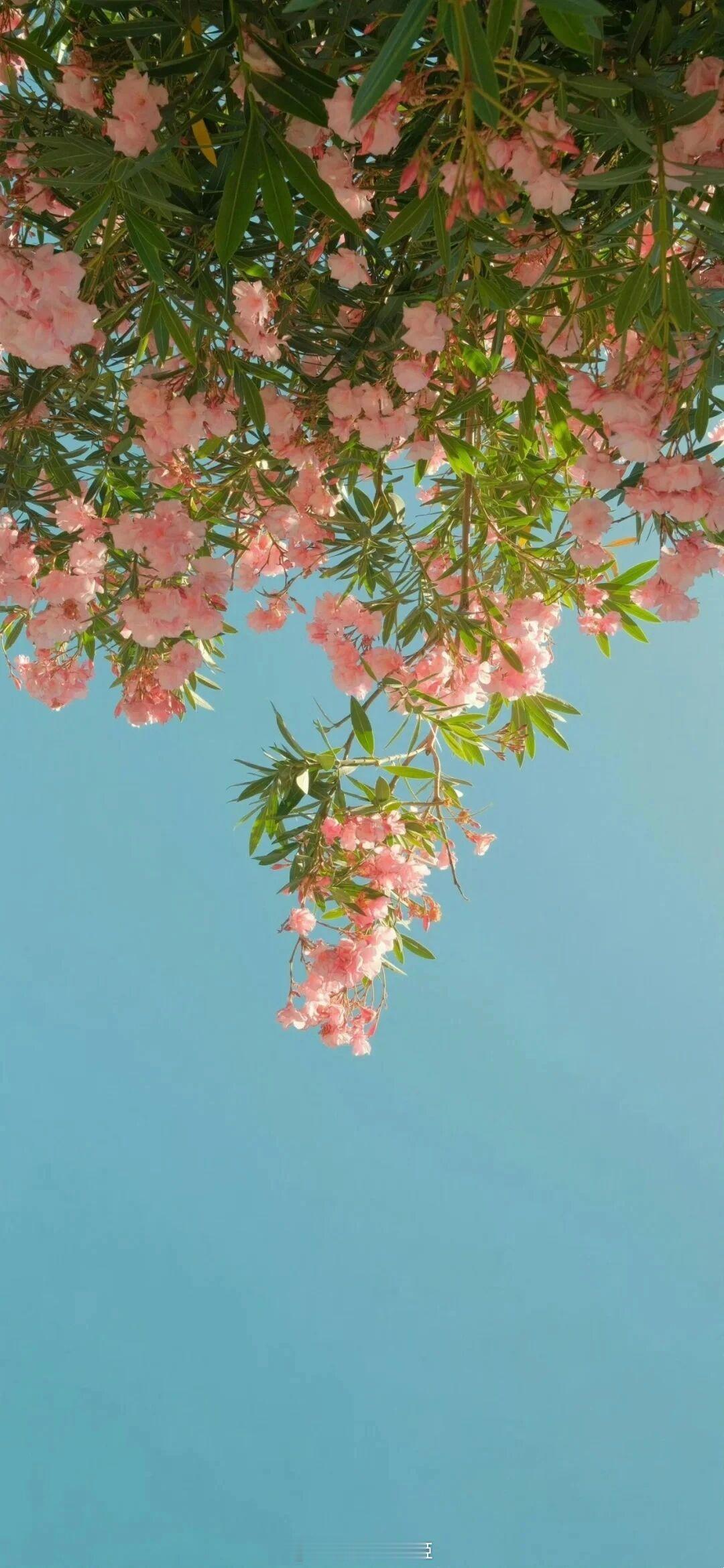 “原来，这世间最残忍的离别，是看着你离开，却无法挽留。”——《夏有乔木，雅望天堂