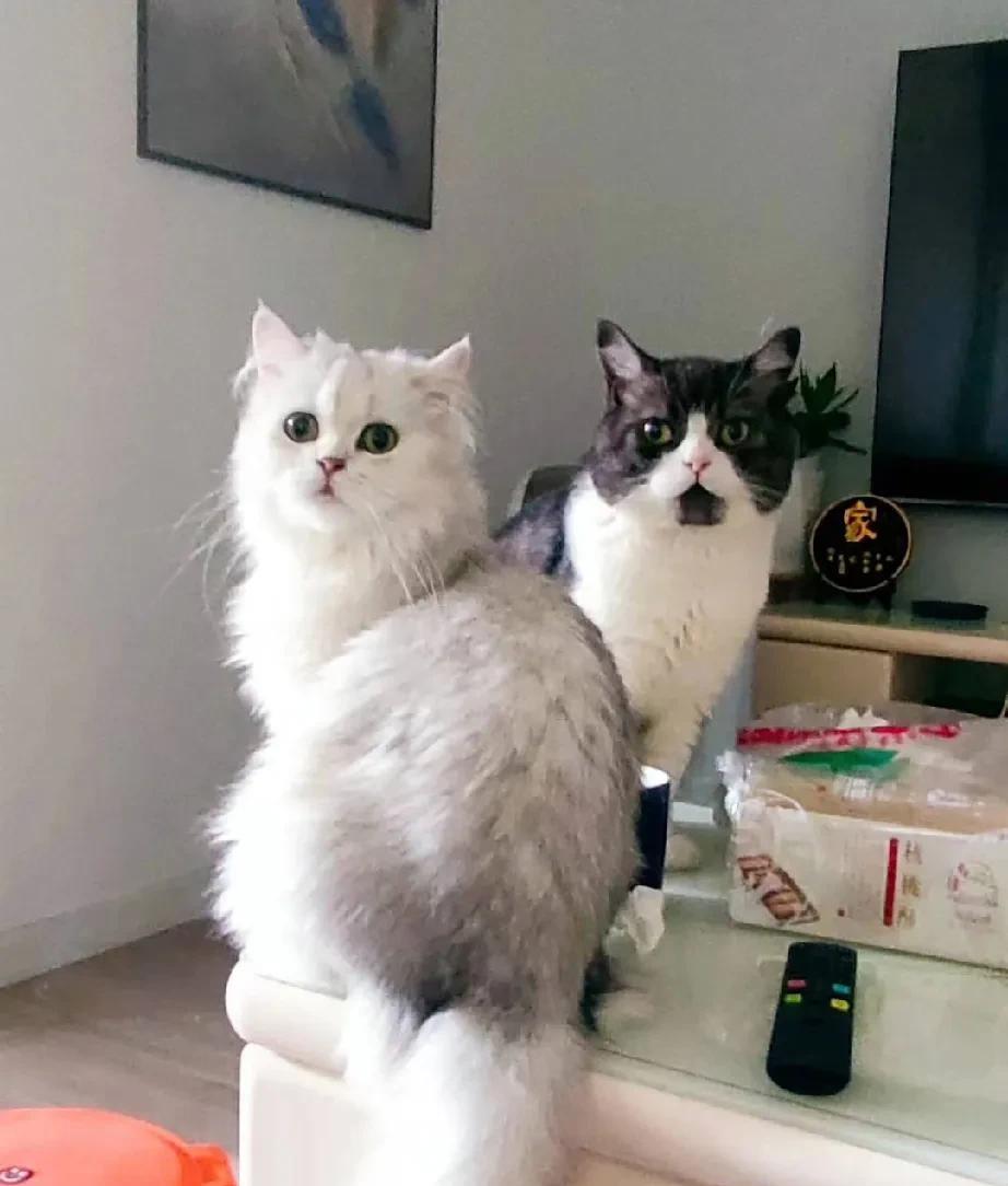 我家的猫咪，还能要吗？我家有两只猫咪，一只白猫，一只黑猫。白猫是捡来的，很乖