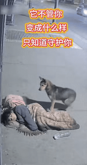 路边流浪女子和狗狗的画面，看完心里又暖又酸！女子睡在路边，陌生男子一靠近，狗