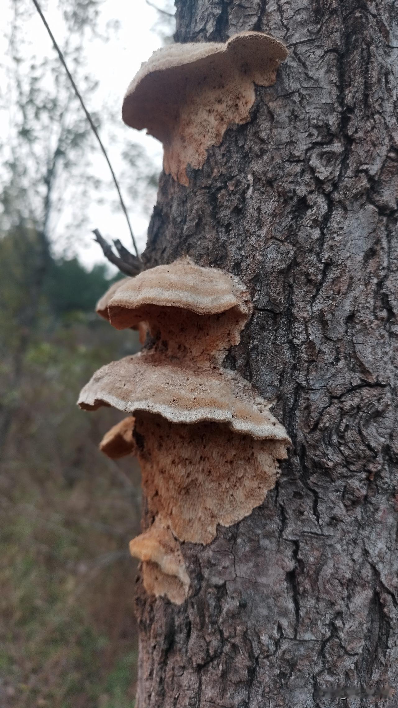 婆婆三十五天坟，我们等到十一点大姑姐还没来，妯娌说不等了，咱们去吧。兄弟三个