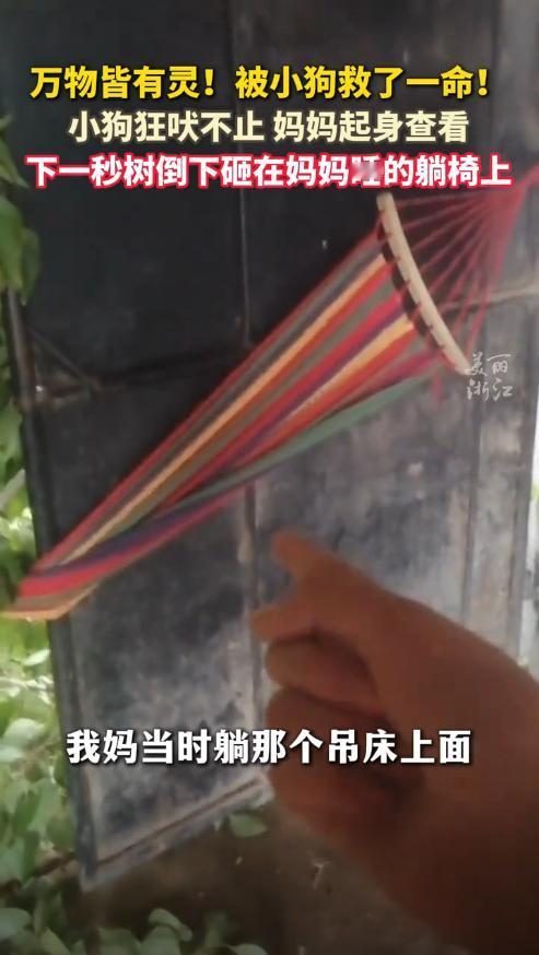 “太有灵性了！”8月16日，吉林，一女子躺在家门口的吊床上休息，家中的两只狗忽然
