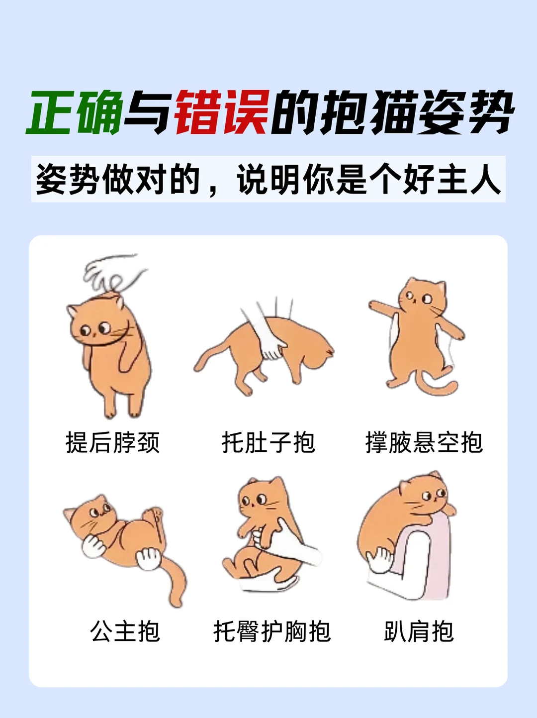 正确与错误的抱猫姿势