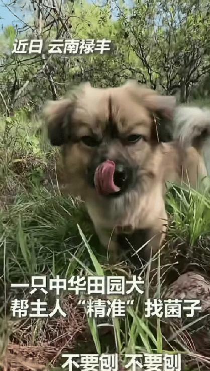 云南，一男子带着自家土狗上山捡菌子，结果这小狗彻底火了。别人弯腰找半天看不见一朵