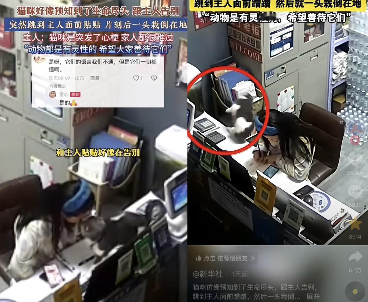 科学家来了都无法解释了！山东德州凌晨5点，一女子失眠，在前台对账。养了四五年的