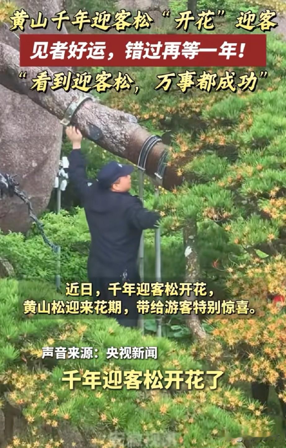 安徽黄山迎客松开花了，央视报道，全国网友看到都非常开心提起安徽，很多外省人的第
