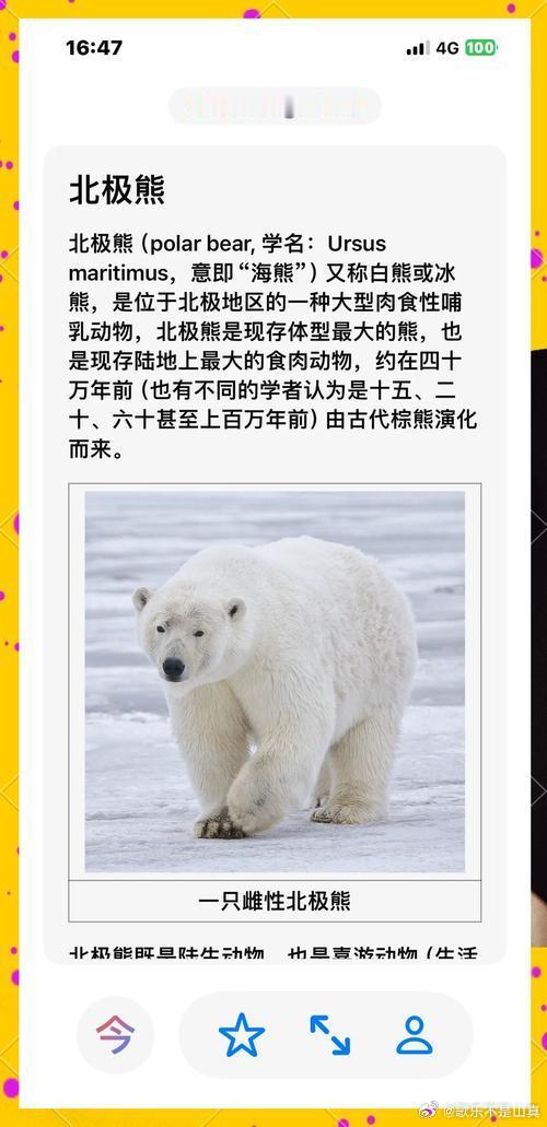 是国际熊猫日，分享一个冷知识：大熊猫的咬合力仅次于北极熊，和棕熊齐平；奔跑速度在海拔两千米高度的山地