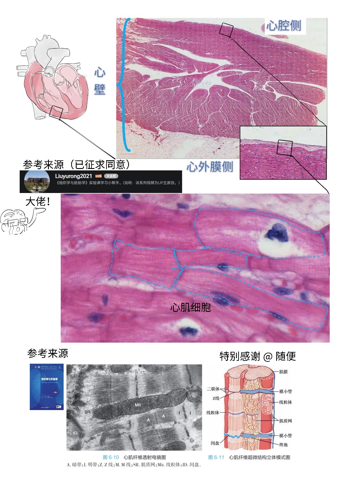 细胞拟人系列——心肌细胞，这个可太有意思了！动漫点评团漫画