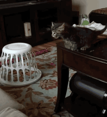 猫猫跳了又好像没跳​​​