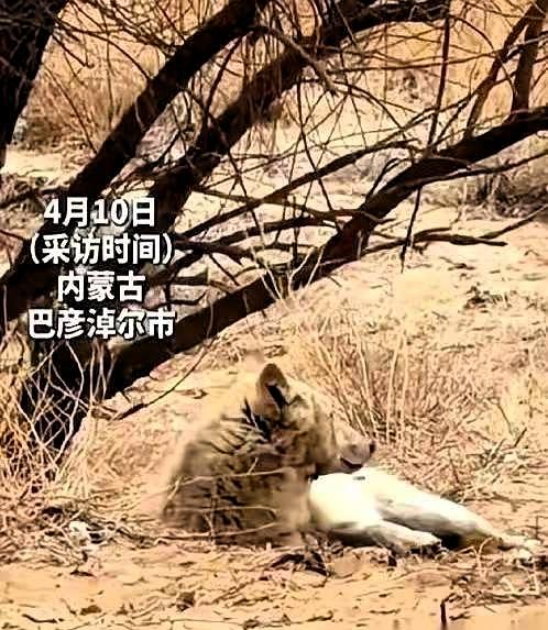 内蒙古一头野狼，干了件颠覆整个狼族认知的事。一头编号为W07的母狼，临近生