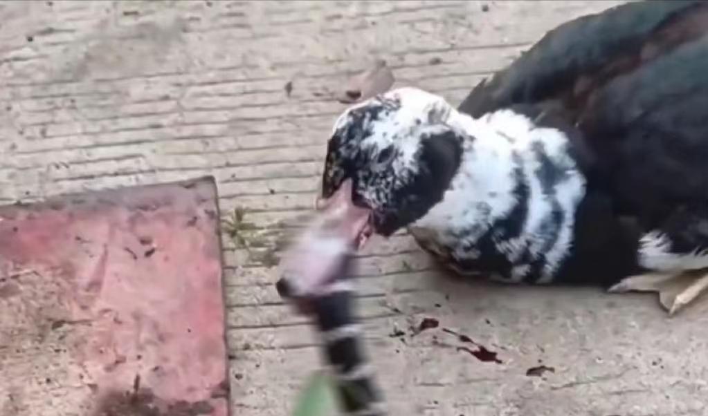 福建，一条剧毒银环蛇闯进一户村民家中，家中散养的大黑鸭看到后眼睛一亮，张开嘴就把