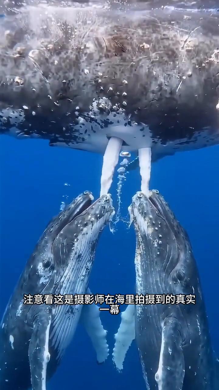 深海里哺乳。注意看，这是摄影师在海里拍摄到的真实一幕，一头蓝鲸妈妈正在给两条鲸