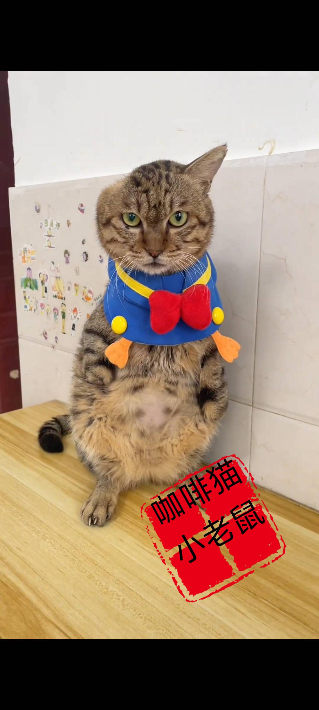 恳请爱猫人士注意看下这只伤痕累累面无表情的流浪猫，她究竟做错了什么，人类竟然对他