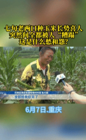 “缺德到家了！”重庆，一对七十多的老夫妻，就指望着种下的一亩玉米地成熟后，好换点