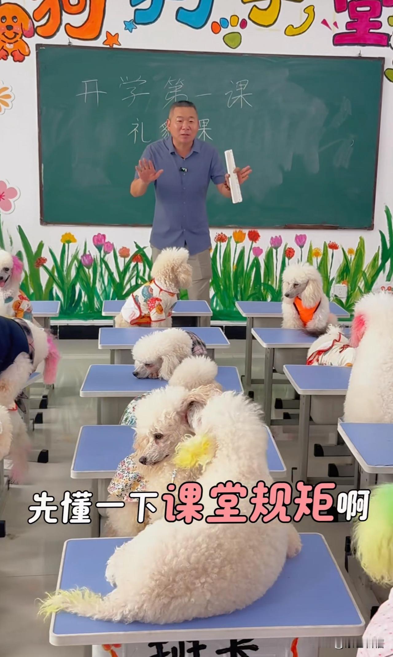 你恐怕想象不到，每月12000元的学费，这居然是狗狗上学的费用。没错，你绝对没听