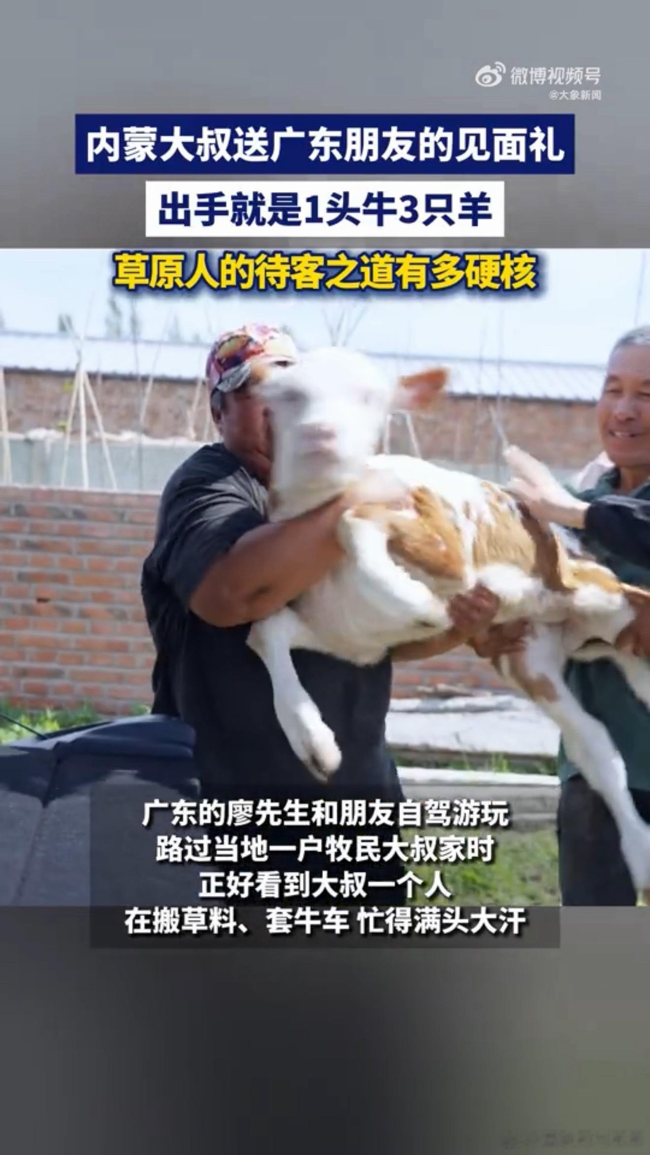 内蒙大叔见面礼出手就是1头牛3只羊草原人的待客之道有多硬核这大概就是草原刻在骨