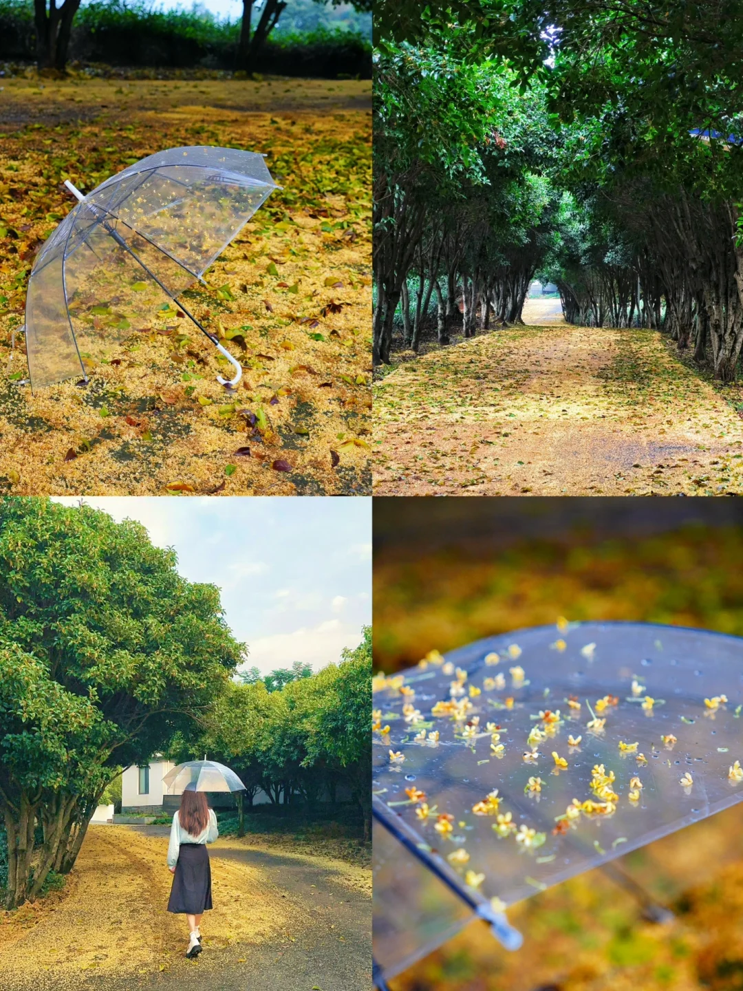 杭州滨江小众赏桂🌼桂花小径浪漫到窒息❗️❗️